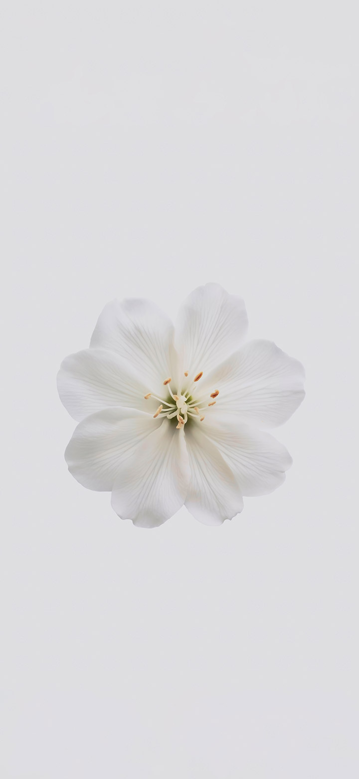 wallpaper of White Flower On A White Background