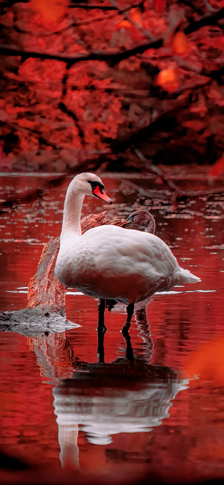 wallpaper of Beautiful Swan In The Red Lake