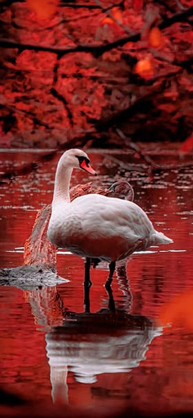 phone wallpaper of beautiful swan in the red lake
