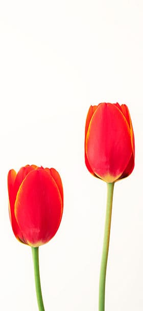 elegant tulip flower phone wallpaper