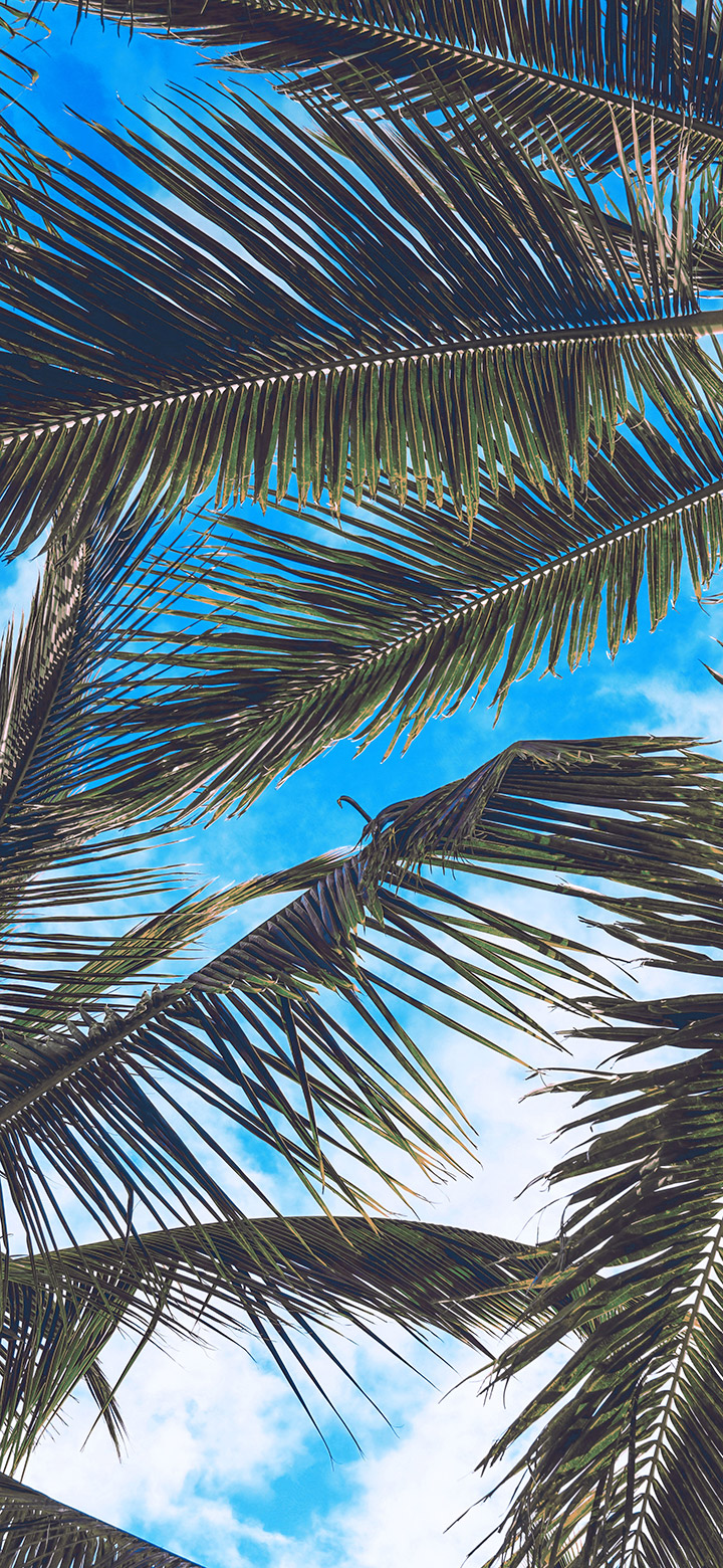 wallpaper of Aesthetic Coconut Tree Leaves Under Sky