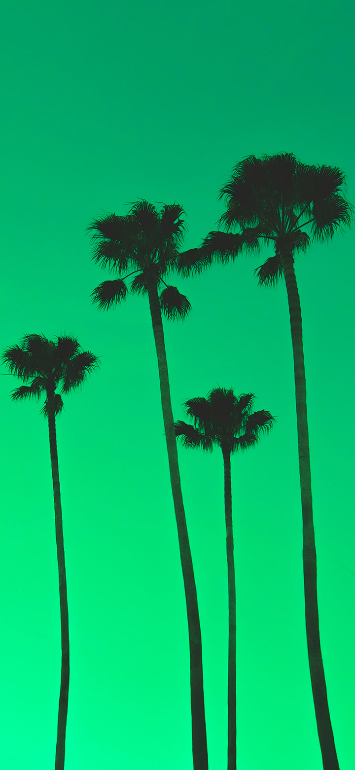 wallpaper of Four Palm Trees In A Cool Green Sky