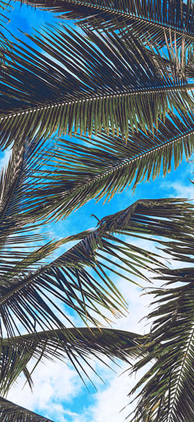 Phone Wallpaper of Aesthetic Coconut Tree Leaves Under Sky