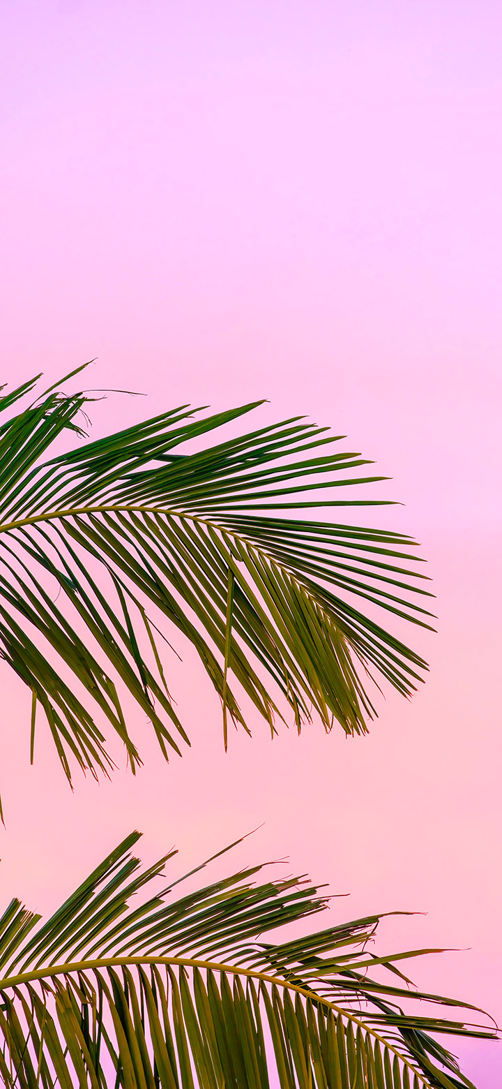 wallpaper of Aesthetic Palm Fronds In Pink Sky