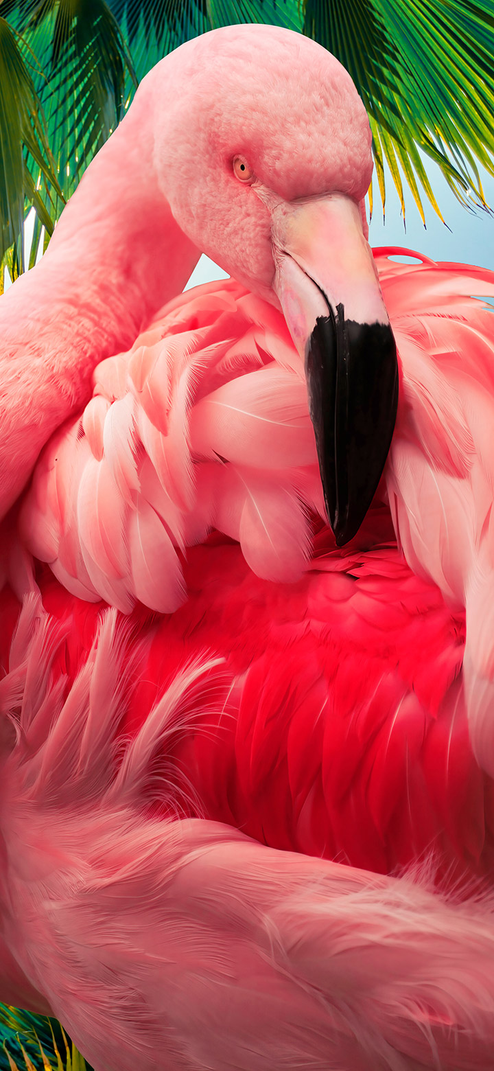 wallpaper of Aesthetic Tropical Pink Flamingo