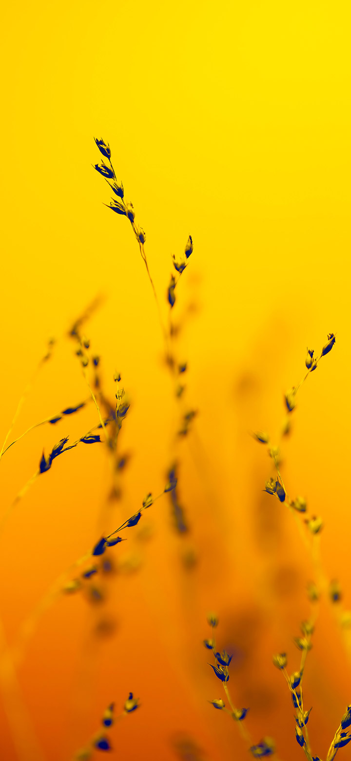 wallpaper of Simple Spikes In Yellow Field