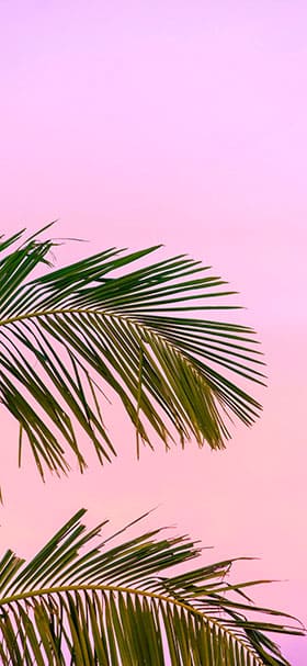 Phone Wallpaper of Aesthetic Palm Fronds In Pink Sky
