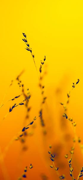 Nature Wallpaper of Simple Spikes In Yellow Field