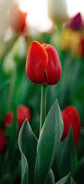 Phone Wallpaper Of Lovely Red Tulips In Bloom