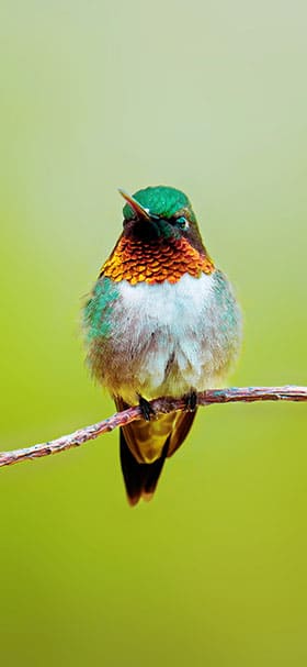 hummingbird standing on a green tree phone wallpaper