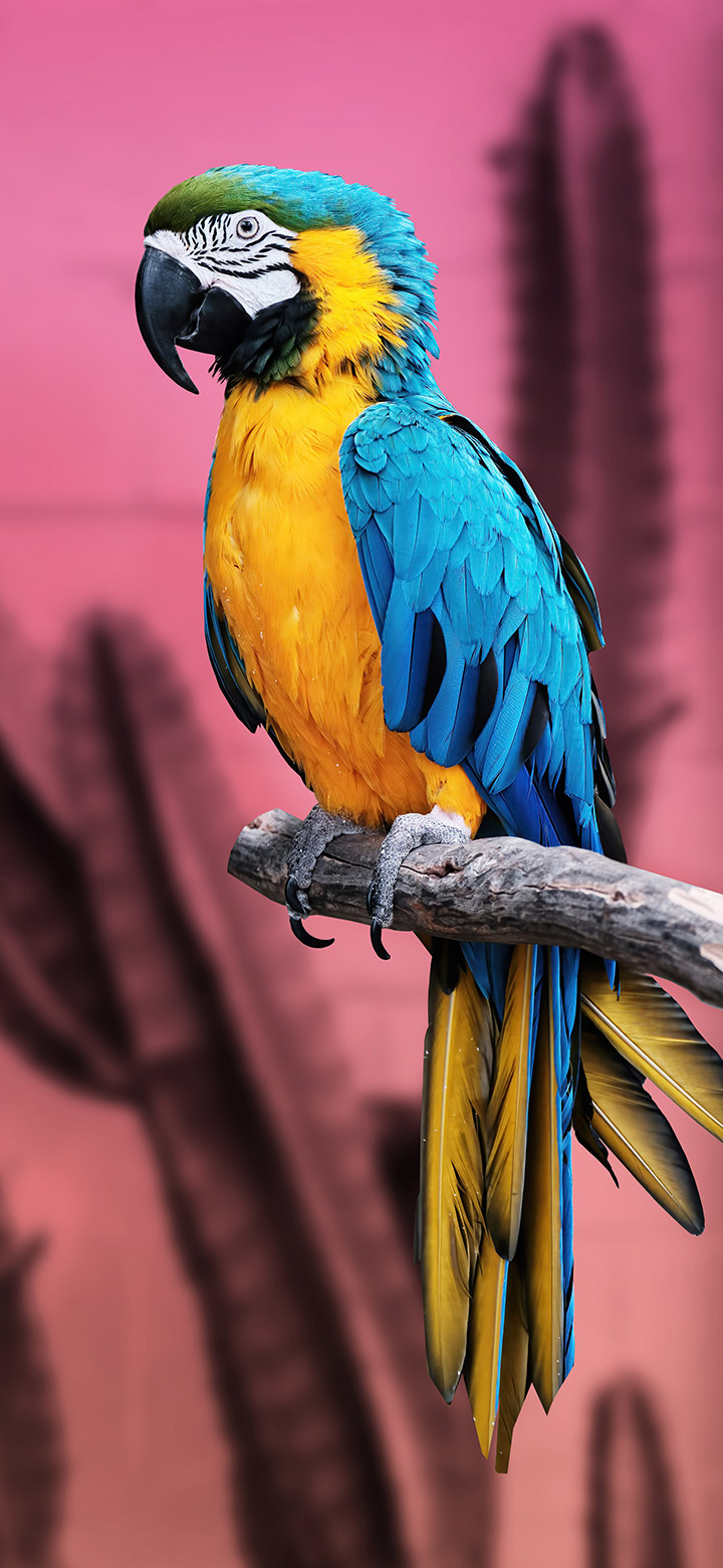 wallpaper of Macaw Perching On Tree
