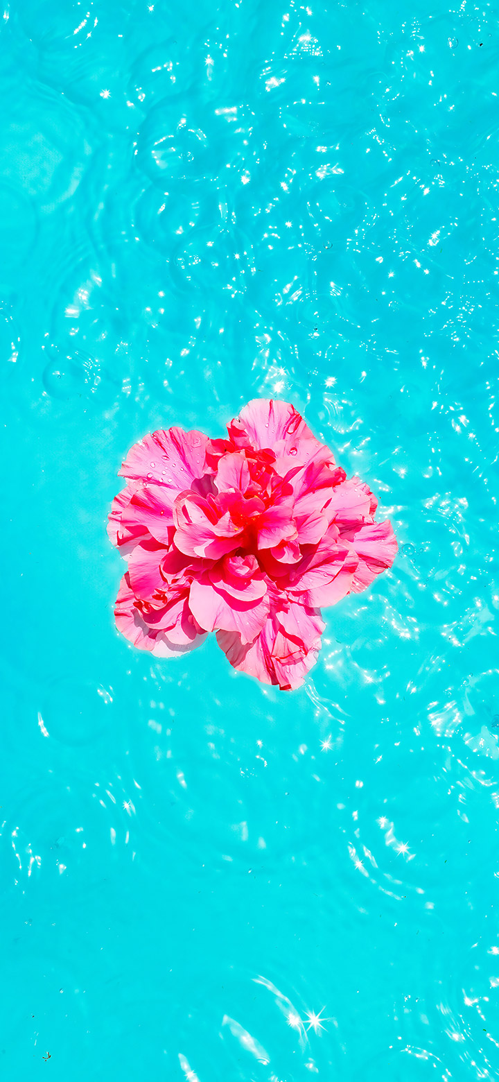 wallpaper of aesthetic flower floating on turquoise water