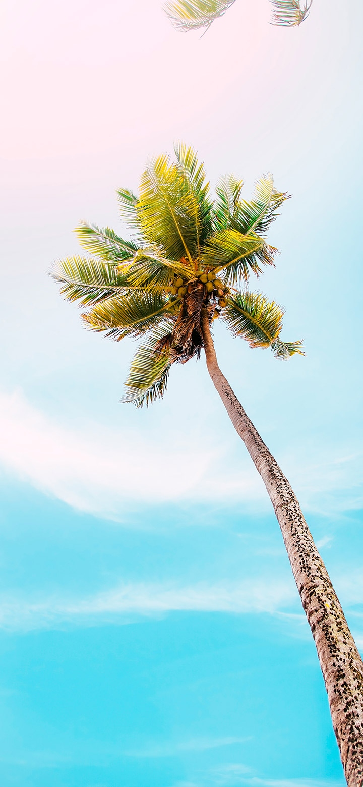 wallpaper of high coconut tree on a bright day