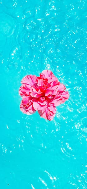 phone wallpaper of aesthetic flower floating on turquoise water