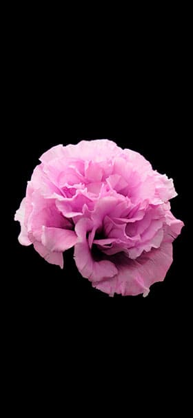 iPhone Wallpaper of Carnation Flower In Black Amoled Background