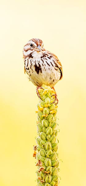 phone wallpaper of cute little bird standing on a green plant