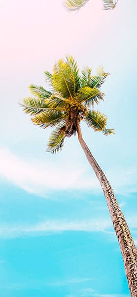 phone wallpaper of high coconut tree on a bright day
