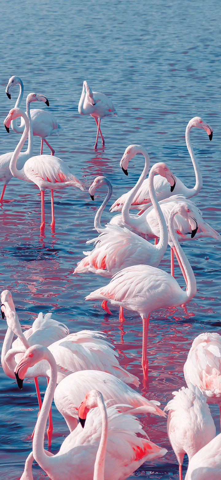 wallpaper of Aesthetic Flamingo Birds In Sunlight