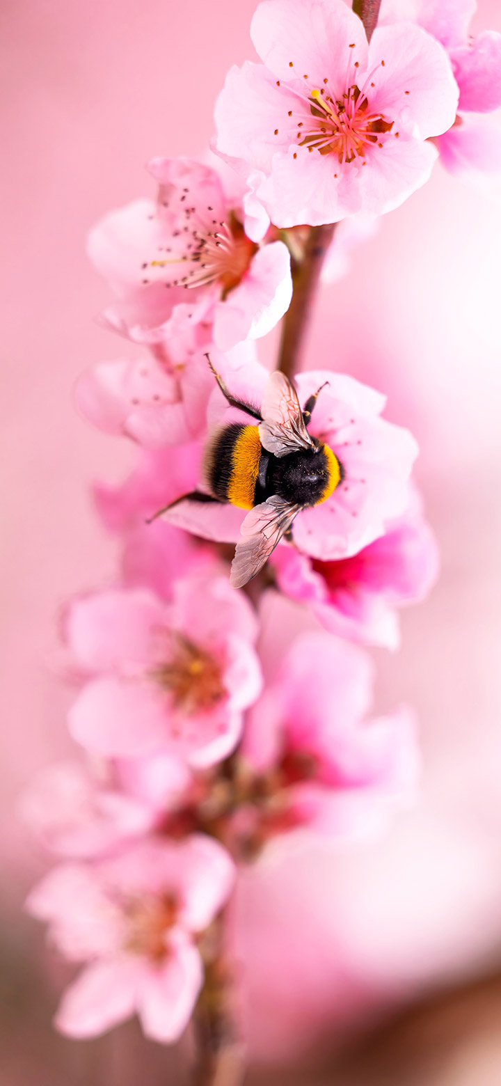 wallpaper of Bee On Pink Cherry Roses