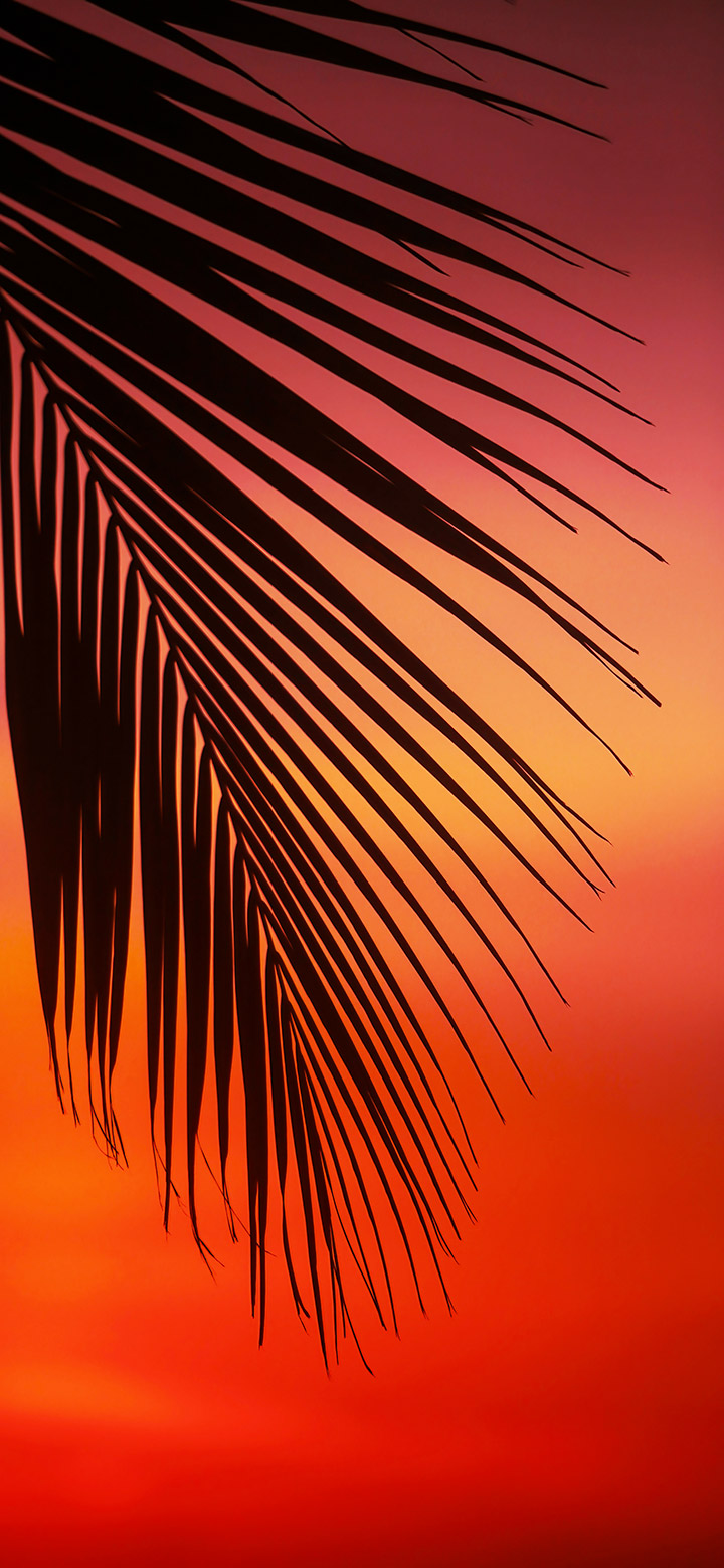 wallpaper of Palm Tree Leaf During Sunset