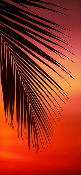 Phone Wallpaper Of Palm Tree Leaf During Sunset