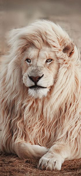 iPhone Wallpaper of White Lion Lying Down On The Ground