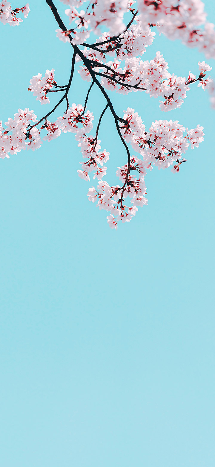 wallpaper of Aesthetic Tree Branch Against A Turquoise Sky