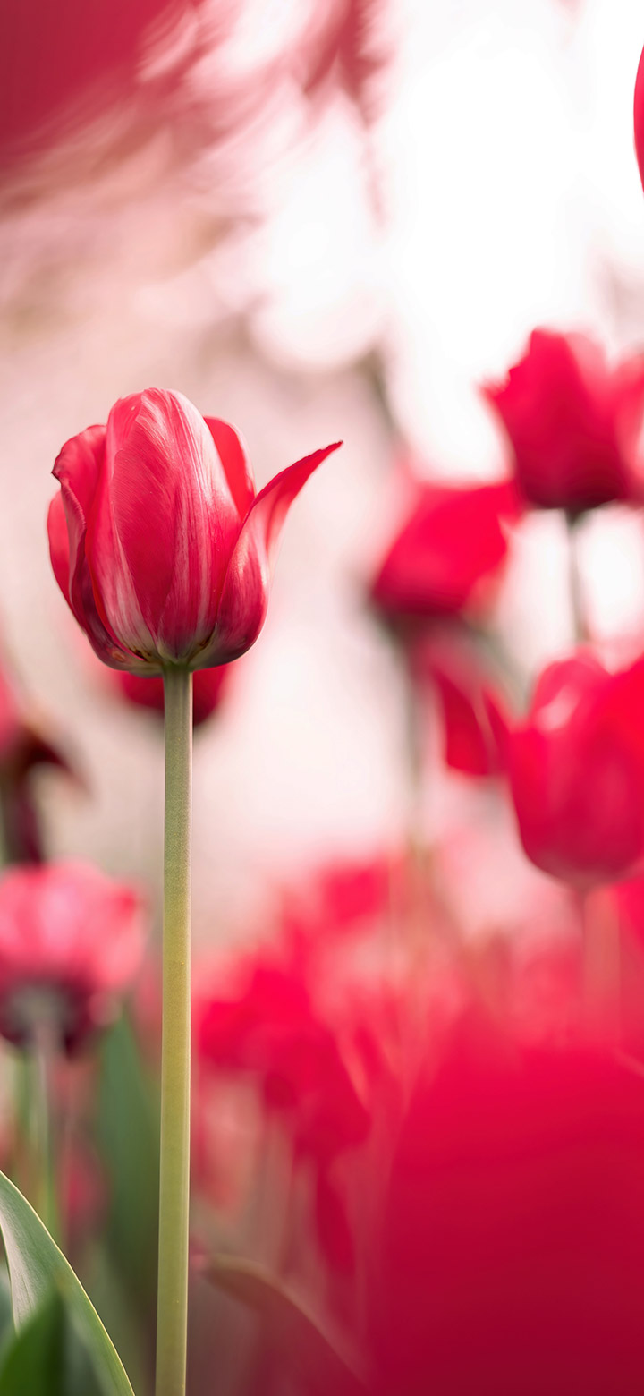 wallpaper of Beautiful Field Of Red Tulips