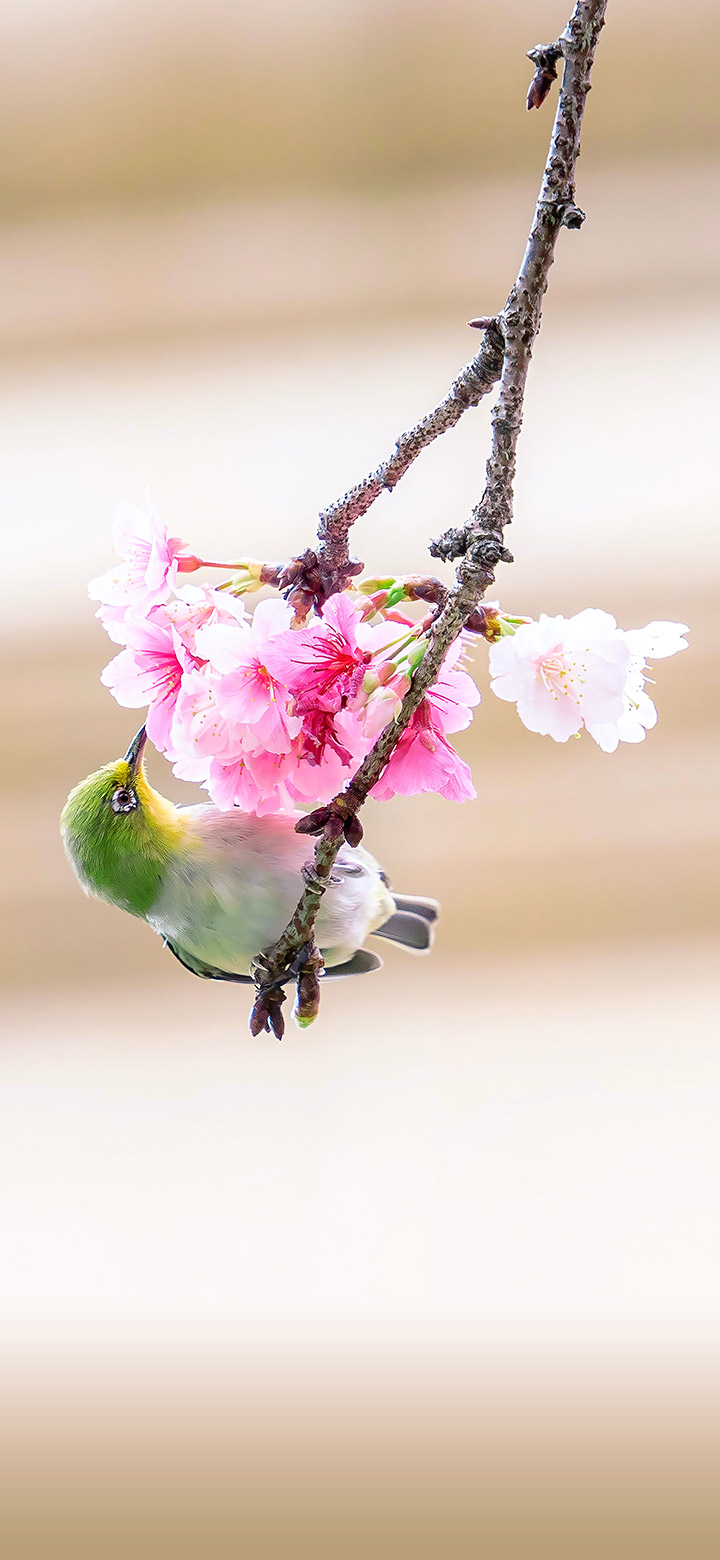 wallpaper of Beautiful Hummingbird Drinking From A Flower
