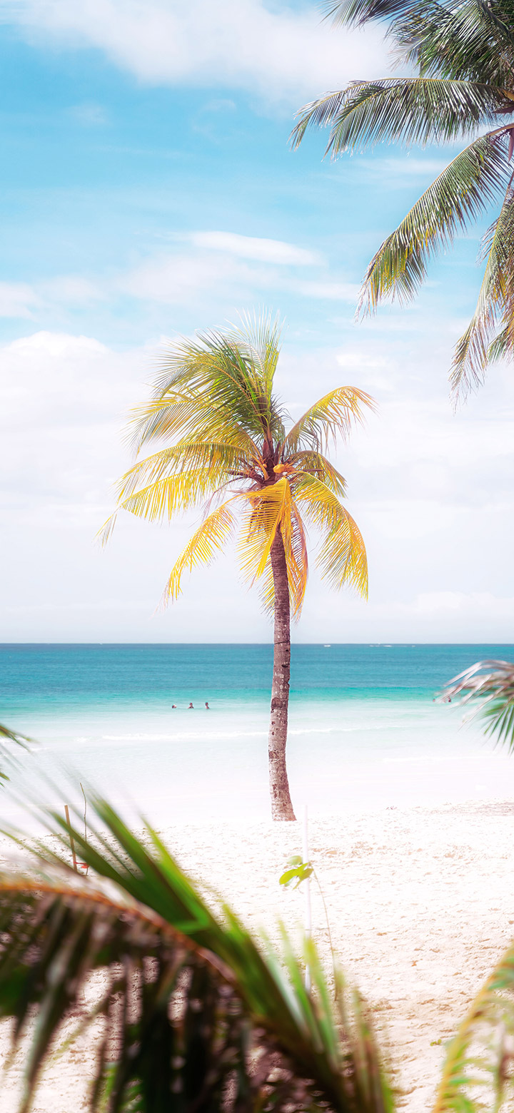 wallpaper of Palm Tree On A Sunny Beach