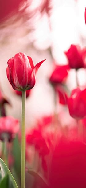 iPhone Wallpaper of Beautiful Field Of Red Tulips
