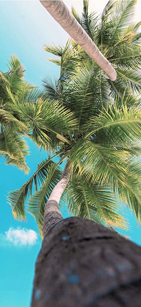 Phone Wallpaper Of Tall Palm Trees And Clear Sky