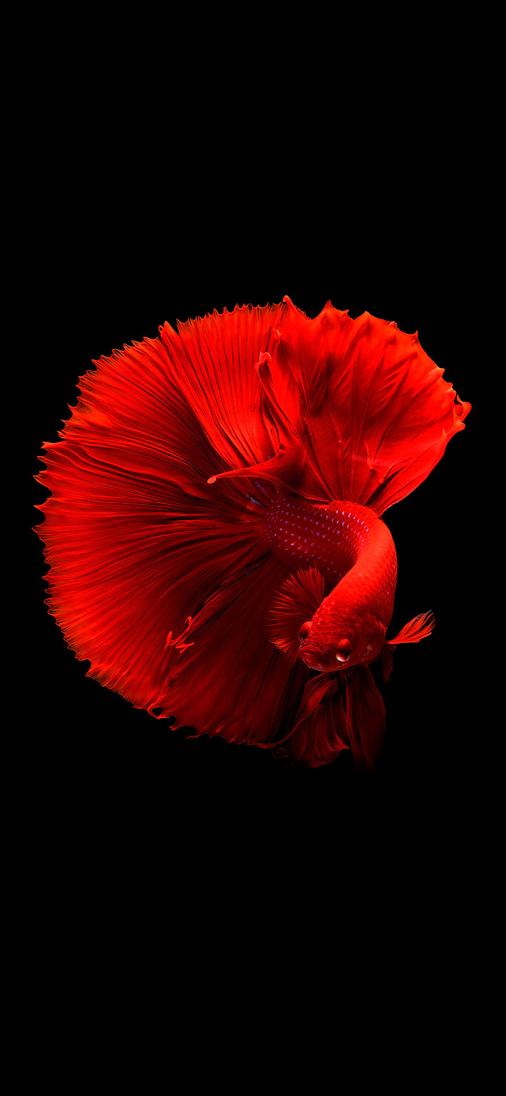 wallpaper of amoled cool red small fish