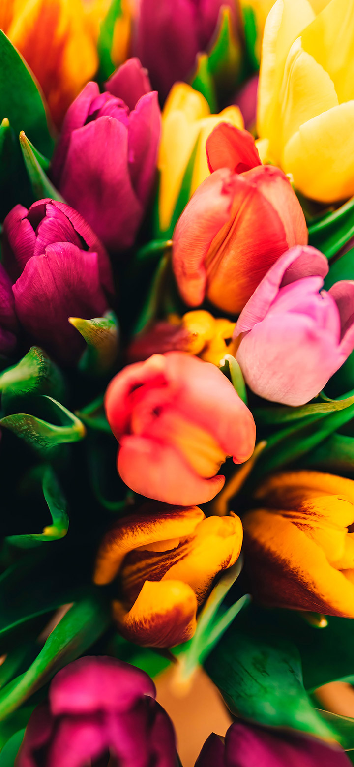 wallpaper of Colorful Assorted Flowers