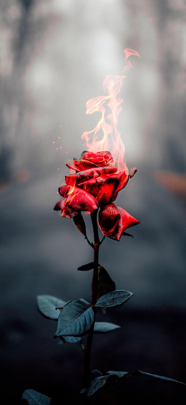 wallpaper of Cool Beautiful Flaming Rose
