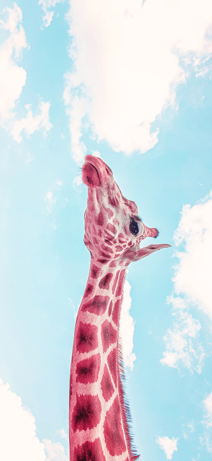 wallpaper of cool giraffe under a blue sky