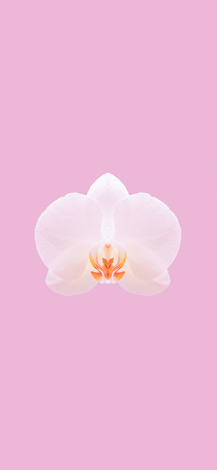 wallpaper of cool pink orchid flower