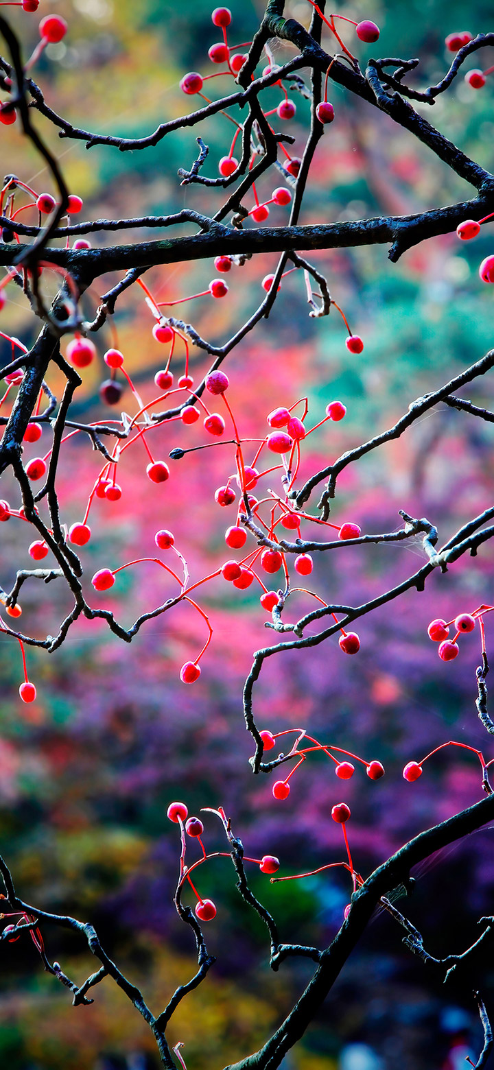 wallpaper of Fruits On The Tree Branch