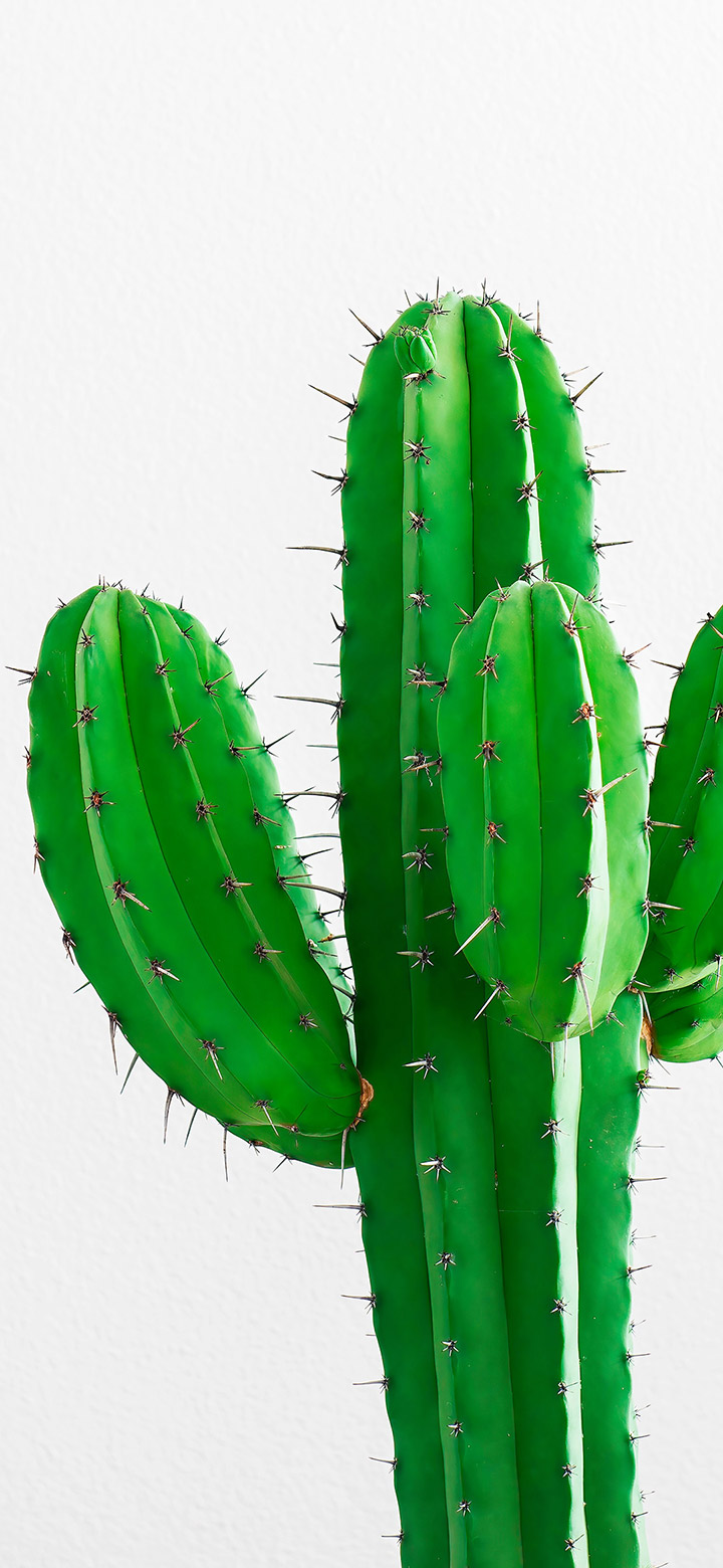 wallpaper of Green Cactus Plant