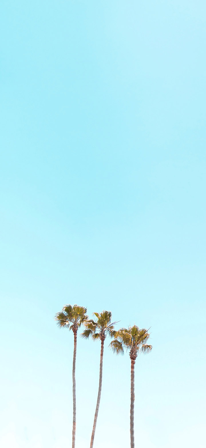 wallpaper of High Palms In The Turquoise Sky