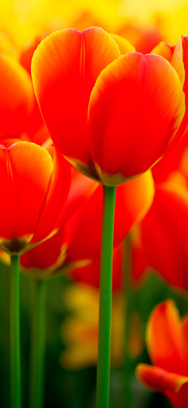 wallpaper of orange tulips in bloom