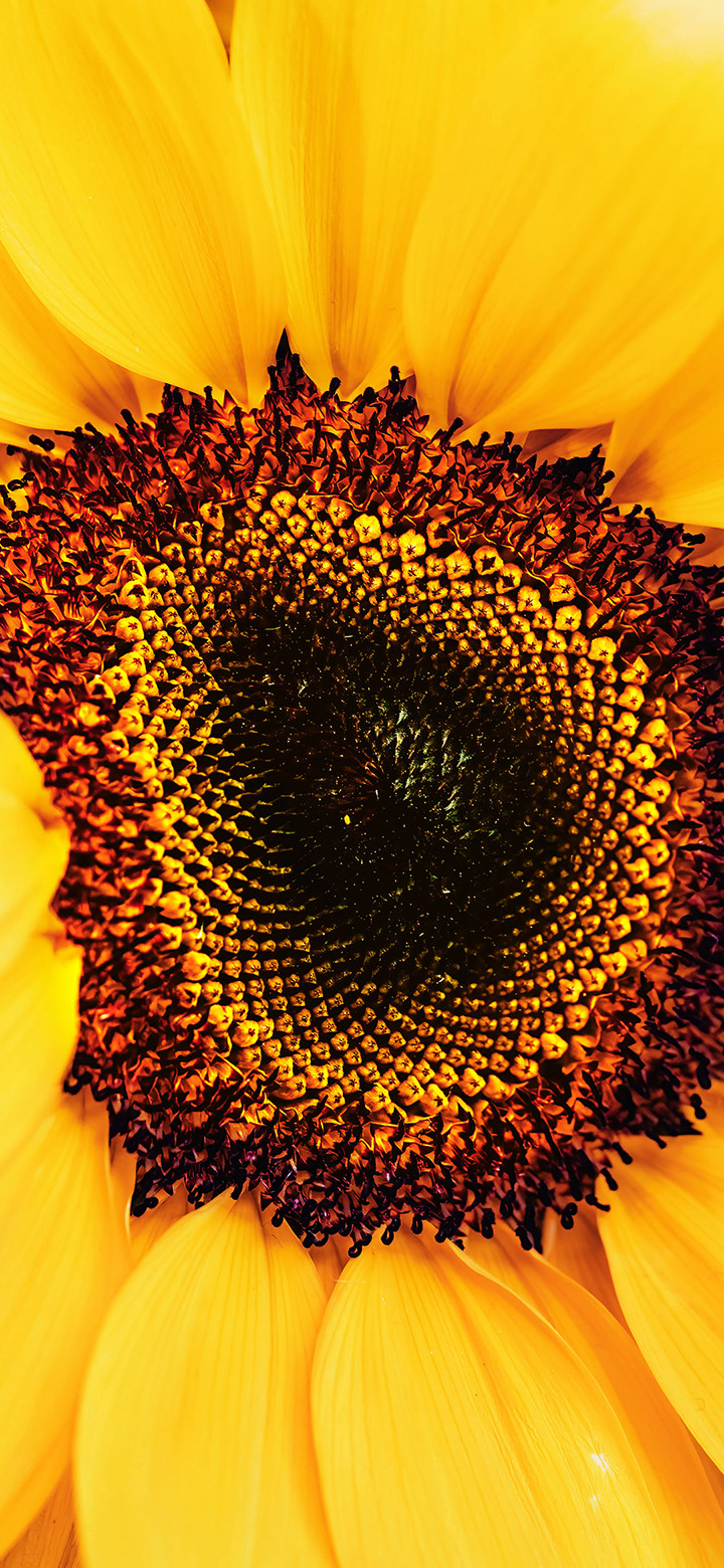 wallpaper of The Big Yellow Sunflower