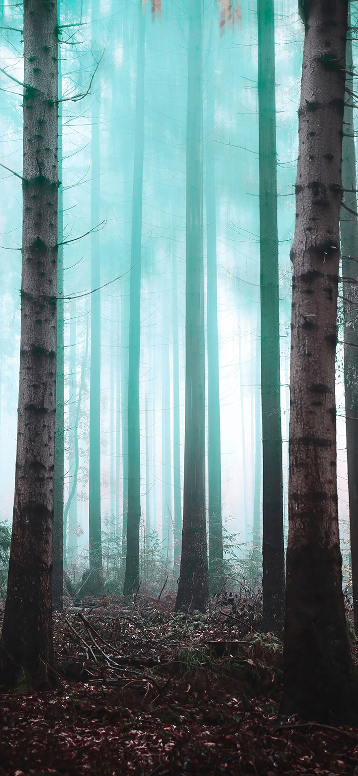 wallpaper of The Trees Of The Foggy Forest