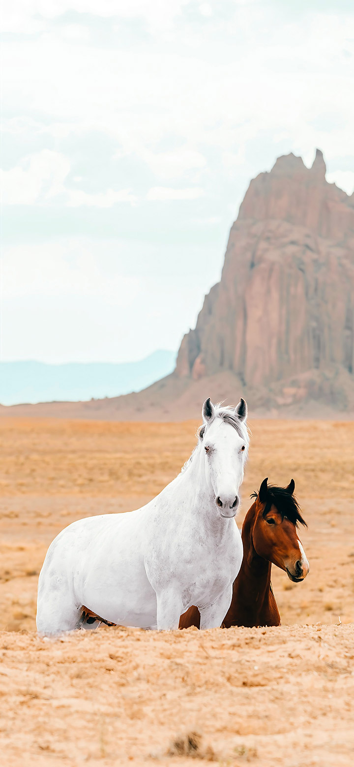 wallpaper of white and brown horses