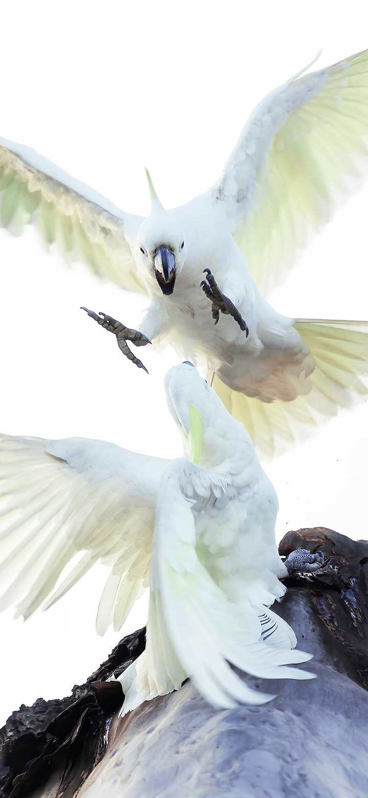 wallpaper of white cockatoo parrots fighting