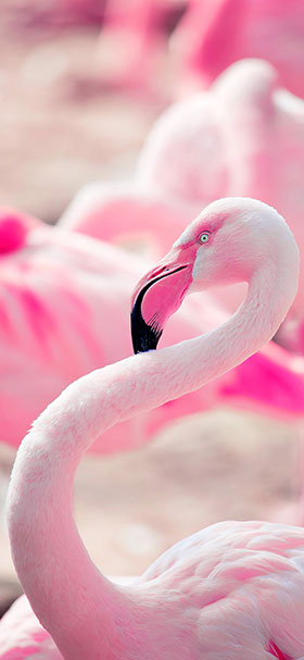 wallpaper of aesthetic pink flamingo bird