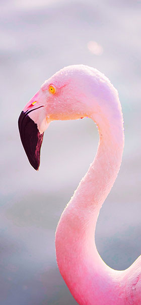 phone wallpaper of aesthetic pink flamingo near the water
