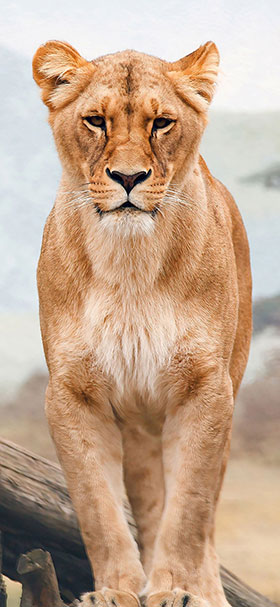 wallpaper of african brown lion