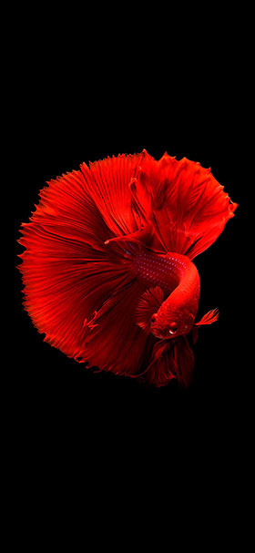 OLED Wallpaper of Amoled Cool Red Small Fish