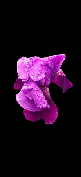 OLED Wallpaper of Beautiful Amoled Purple Flower